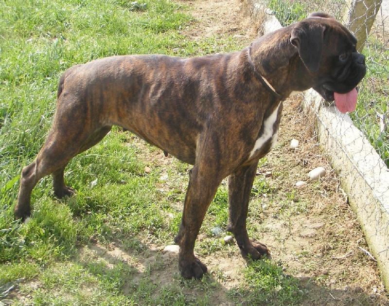 Dim'up du grand renon