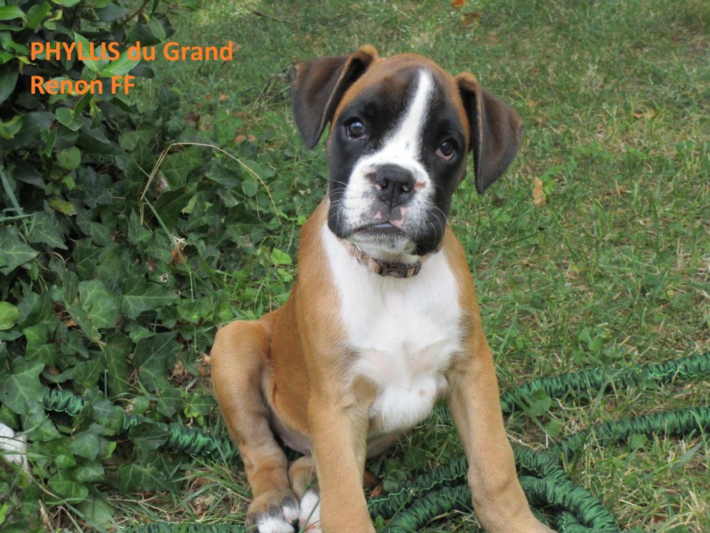 du grand renon - Chiots disponibles - Boxer